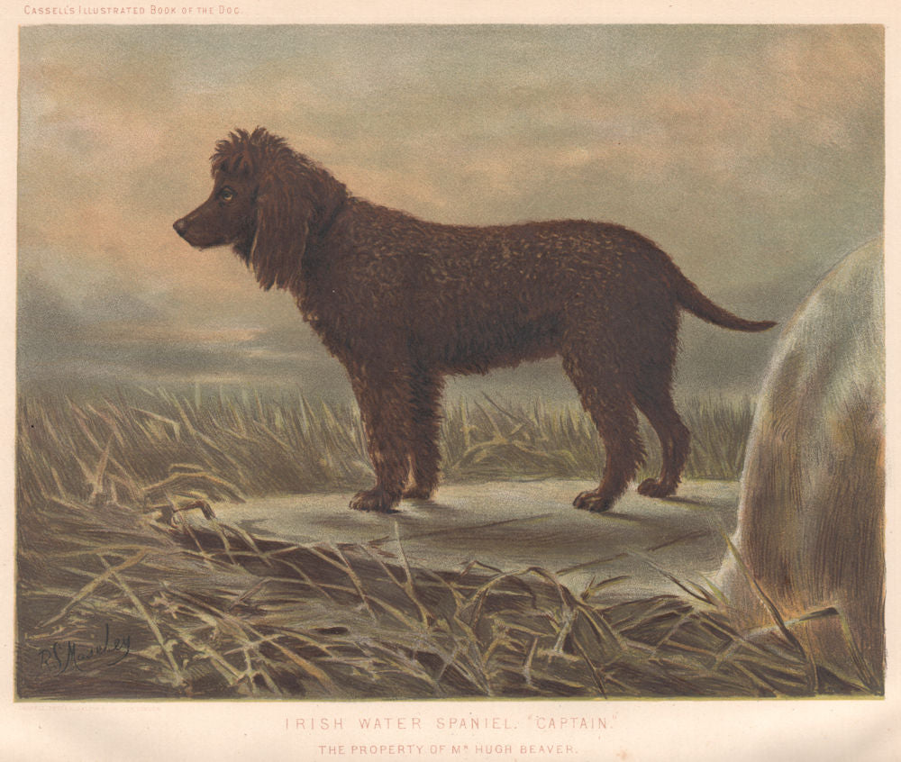 DOGS. Irish Water Spaniel.